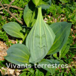 Vivants-Terrestres-vient-de-paraitre