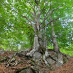 chapitre-Mejarie-Pudivisse