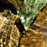 feuille-dans-pudivisse-2