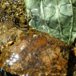 feuille-dans-pudivisse-4
