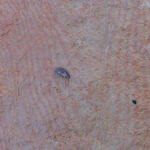 mouvement-ondes-pierres-rouges-2