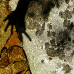 ombre-dans-pudivisse-4