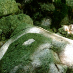 ombre-mejarie-pudivisse-1