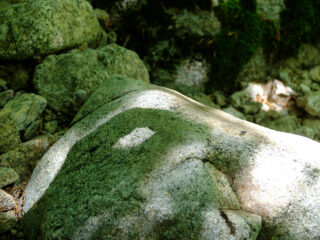 ombre-mejarie-pudivisse-1