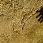 ombre-mejarie-pudivisse-8