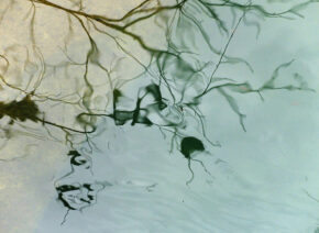 reflets-Vis-Madieres-4