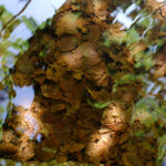 vertes-brunes-1