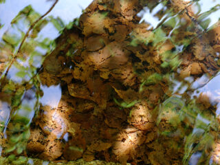 vertes-brunes-1