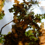 vertes-brunes-2