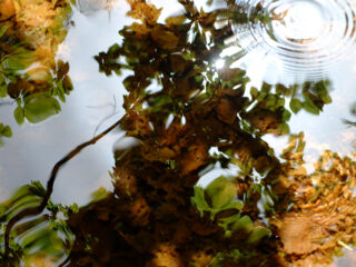 vertes-brunes-2