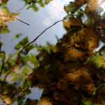 vertes-brunes-3