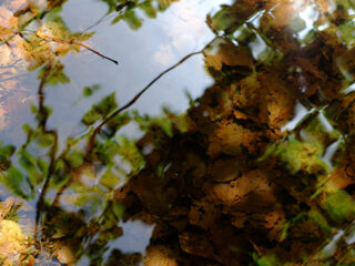 vertes-brunes-3