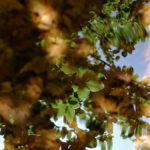 vertes-brunes-4