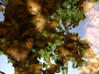 vertes-brunes-4